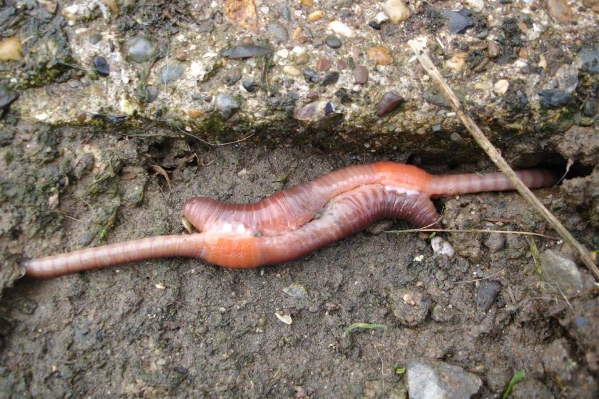 Mating_earthworms